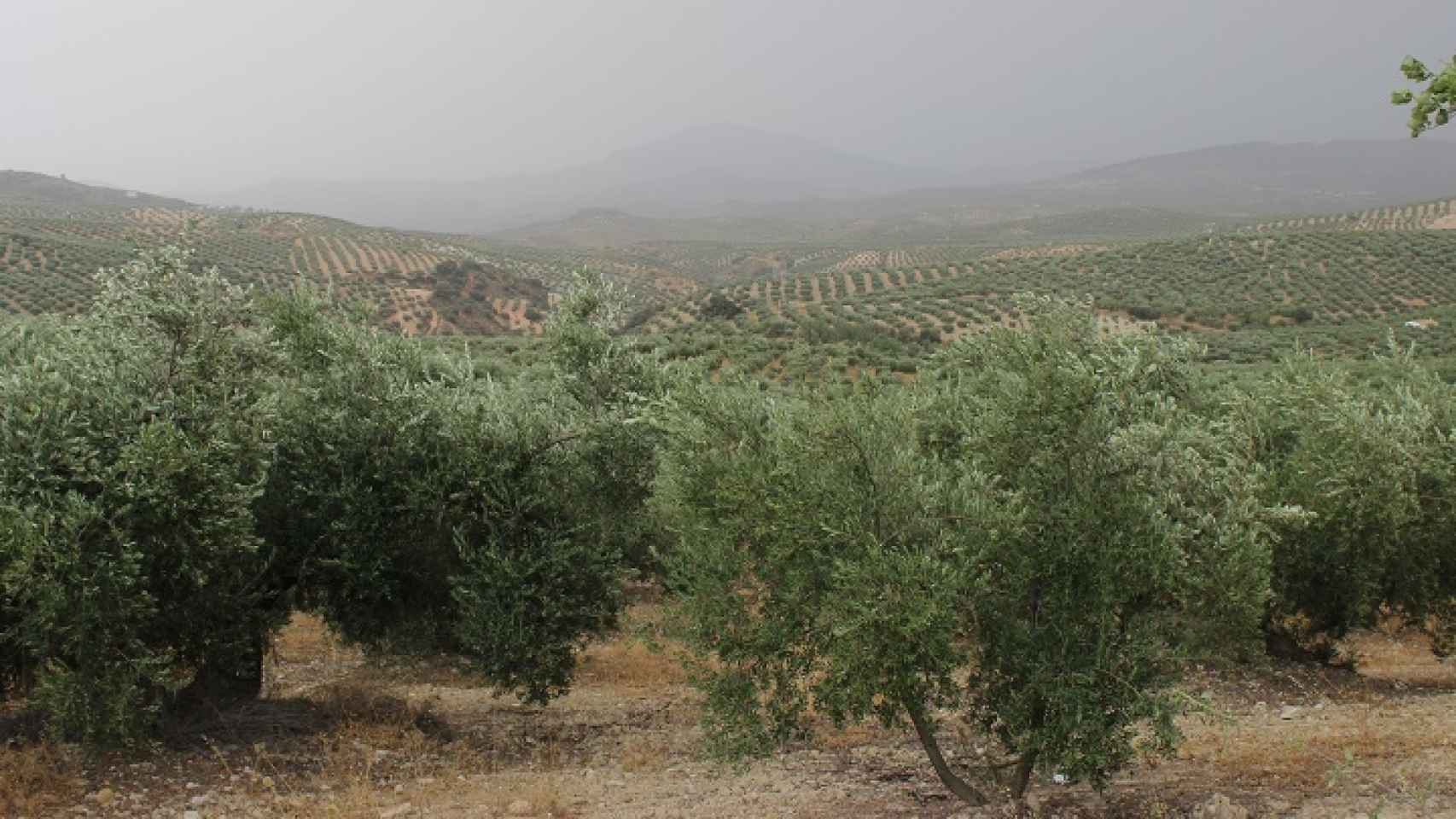 Los olivares monopolizan el paisaje en Priego