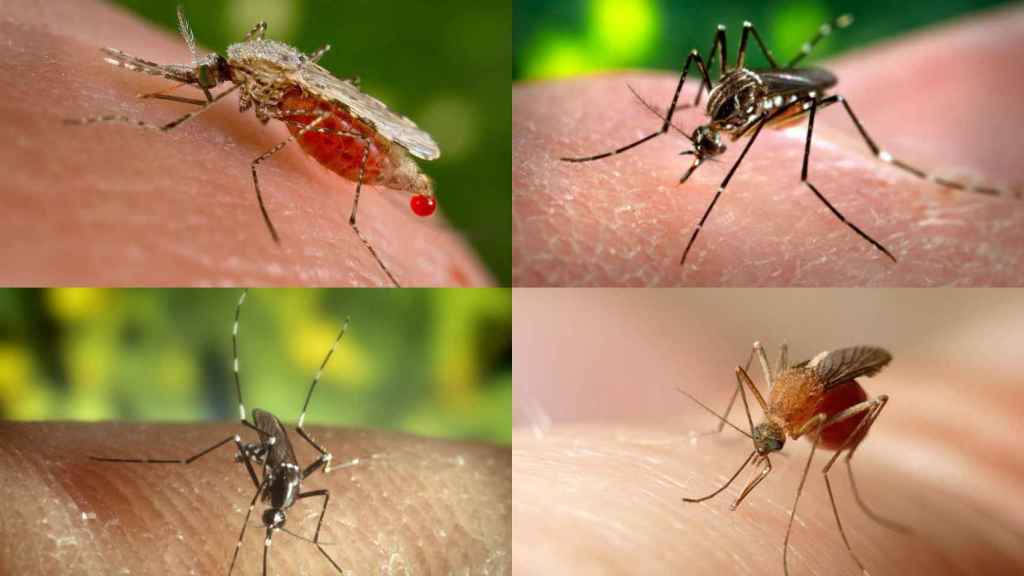 Los mosquitos son los animales más mortíferos del planeta, según la OMS.