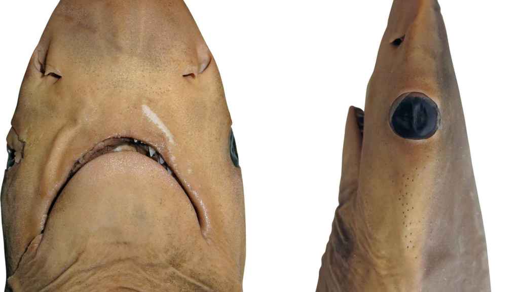 La cabeza de un ejemplar conservado de Carcharhinus obsolerus.
